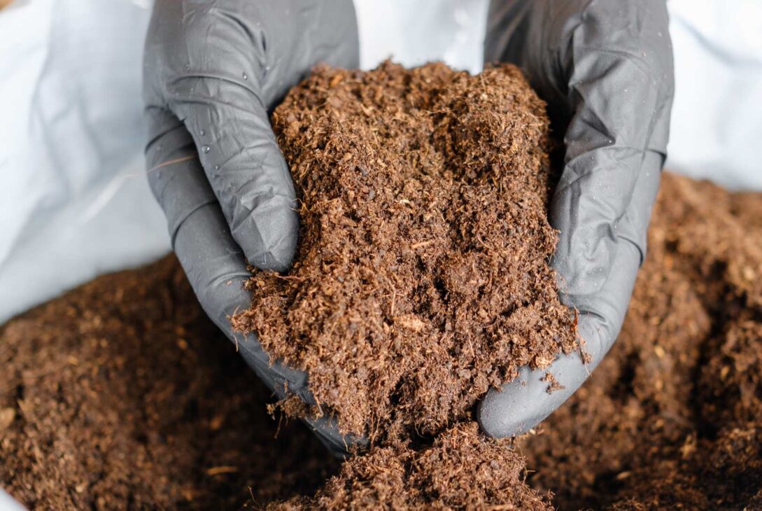 Cow Dung Exports