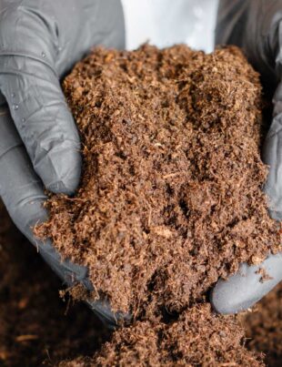 Cow Dung Exports